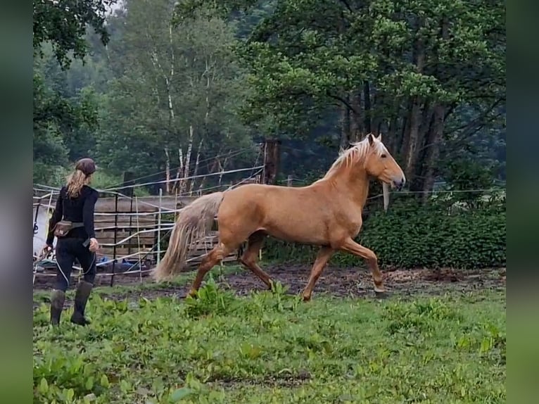 Lusitanien Croisé Étalon 4 Ans Palomino in Gent