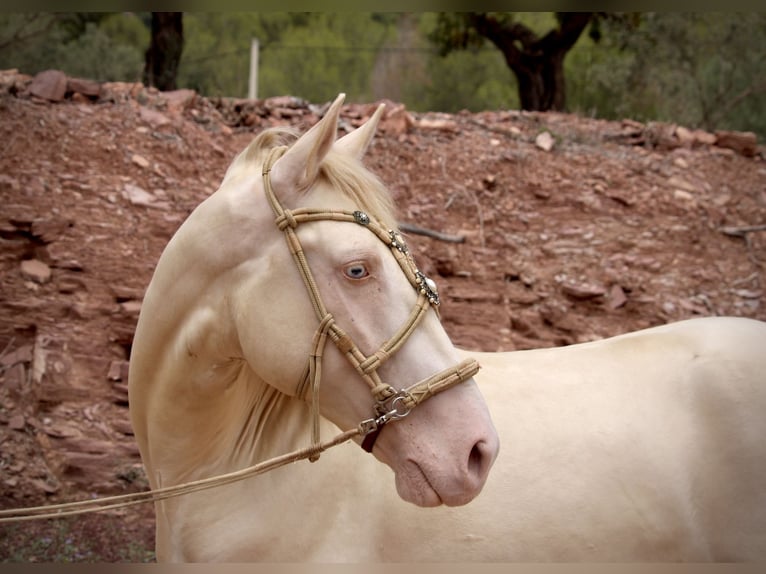 Lusitanien Croisé Étalon 5 Ans 155 cm Cremello in Valencia