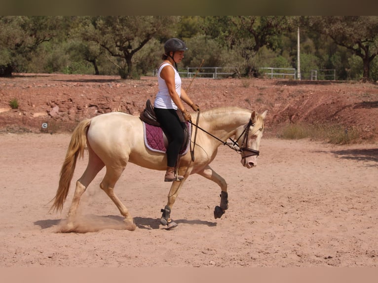 Lusitanien Croisé Étalon 5 Ans 155 cm Cremello in Valencia