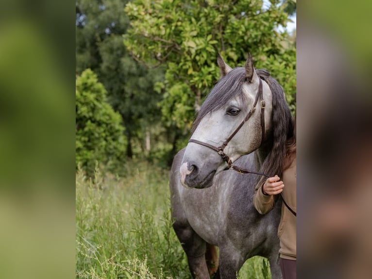 Lusitanien Étalon 5 Ans 156 cm Gris pommelé in Vila Viçosa