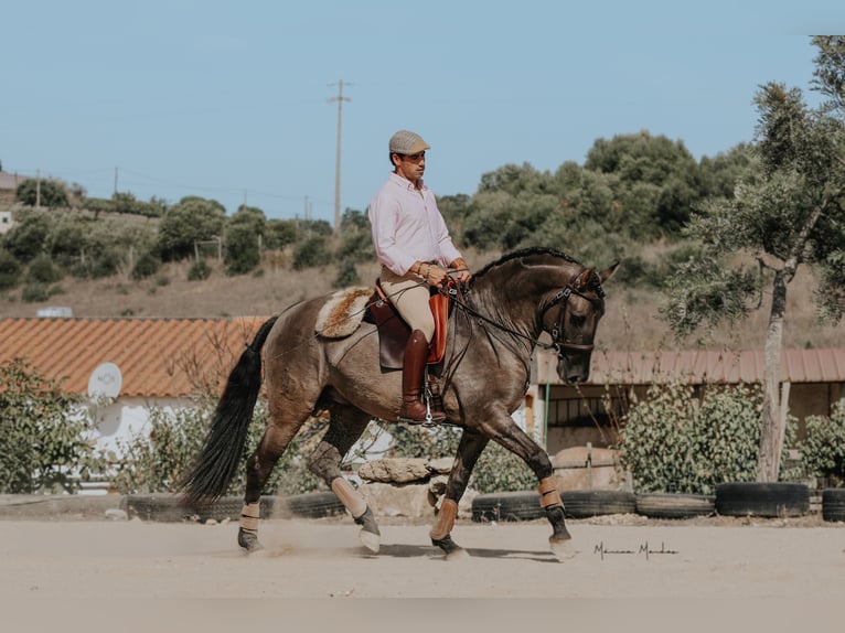 Lusitanien Étalon 5 Ans 157 cm Grullo in Lissabon