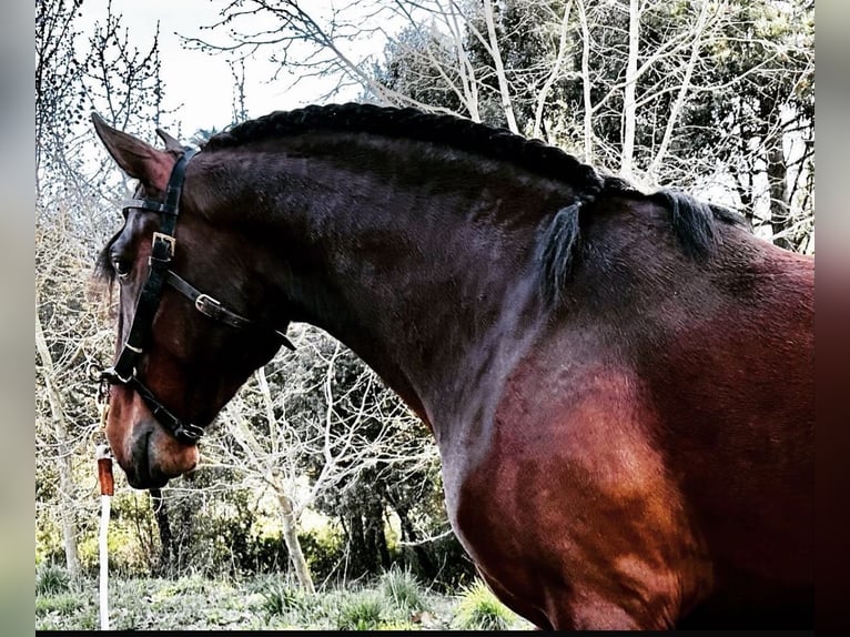 Lusitanien Étalon 5 Ans 158 cm Bai in Ourém