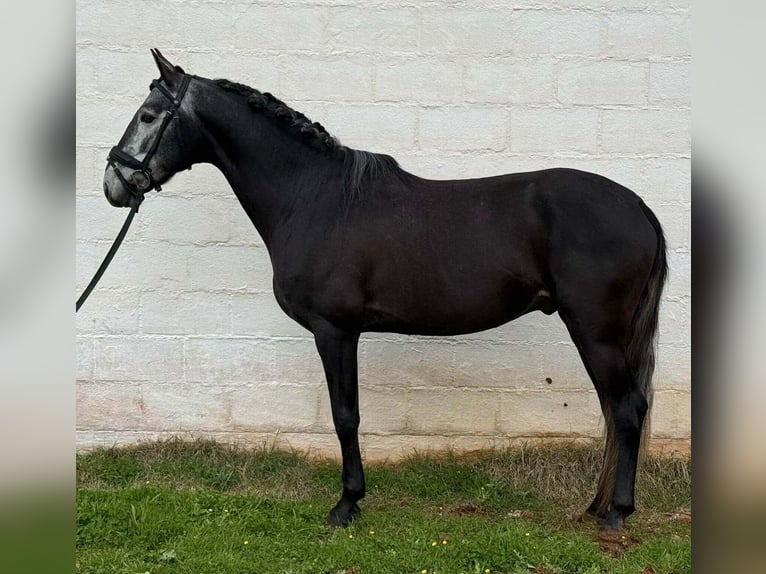 Lusitanien Étalon 5 Ans 158 cm Gris in Alicante