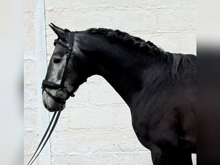 Lusitanien Étalon 5 Ans 158 cm Gris in Alicante