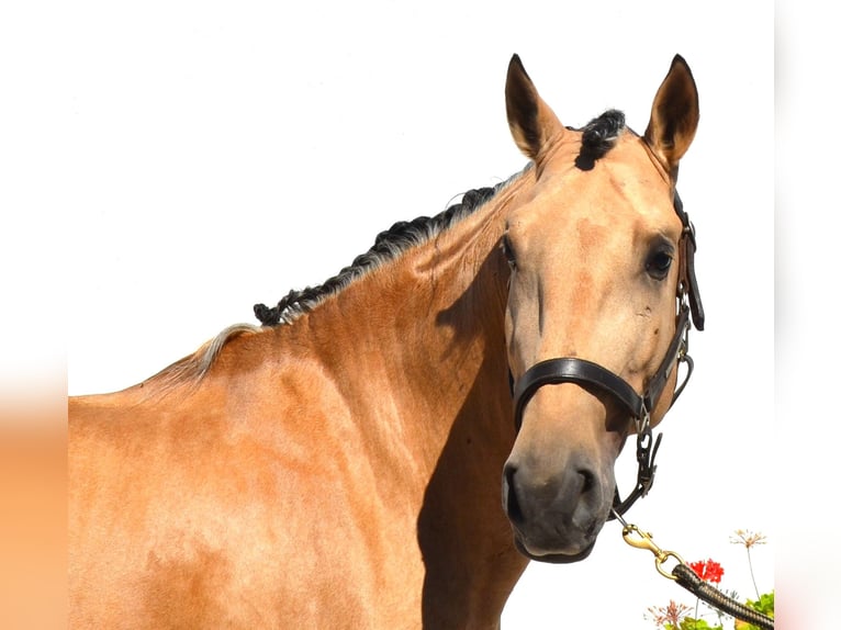 Lusitanien Étalon 5 Ans 158 cm Palomino in Lissabon