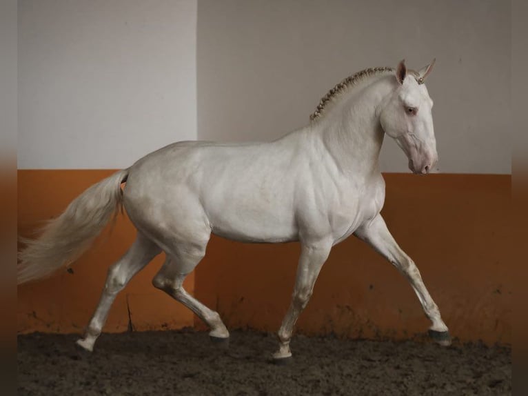 Lusitanien Étalon 5 Ans 158 cm Perlino in Bredene