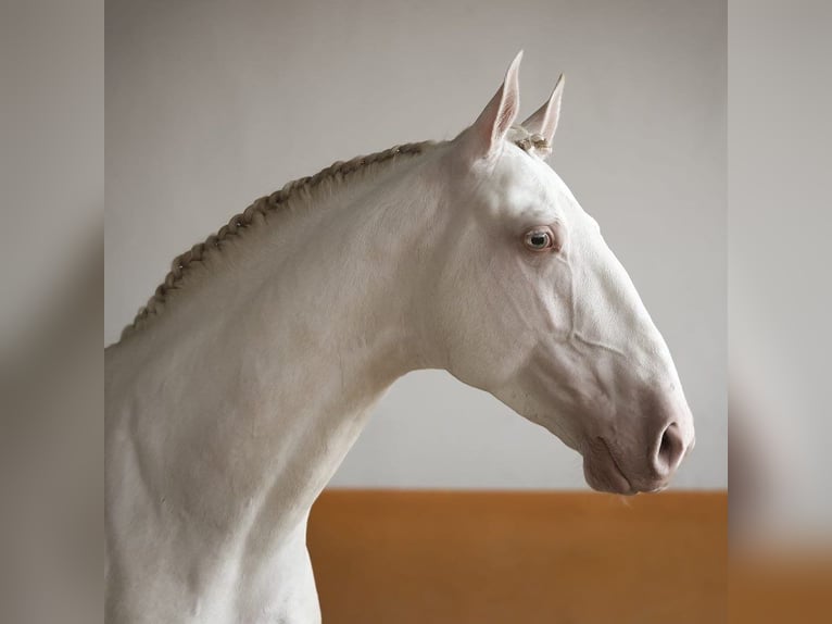 Lusitanien Étalon 5 Ans 158 cm Perlino in Bredene