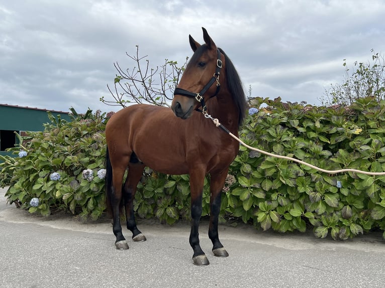 Lusitanien Étalon 5 Ans 160 cm Bai cerise in Braga