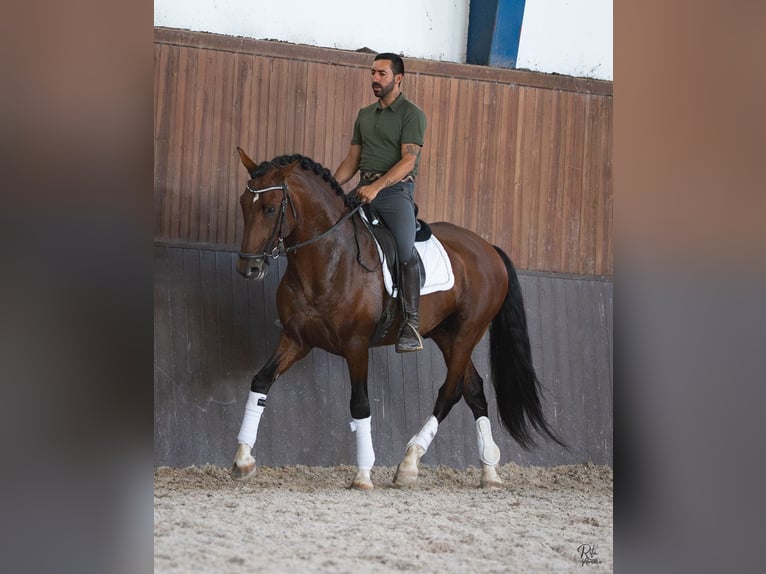 Lusitanien Croisé Étalon 5 Ans 160 cm Bai cerise in Alcochete