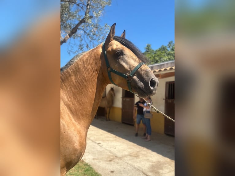 Lusitanien Étalon 5 Ans 160 cm Buckskin in Martfeld