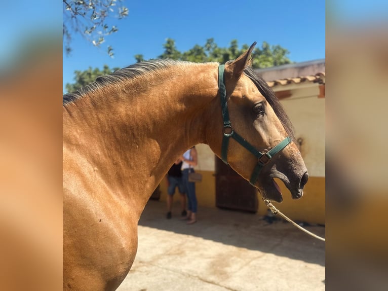 Lusitanien Étalon 5 Ans 160 cm Buckskin in Martfeld