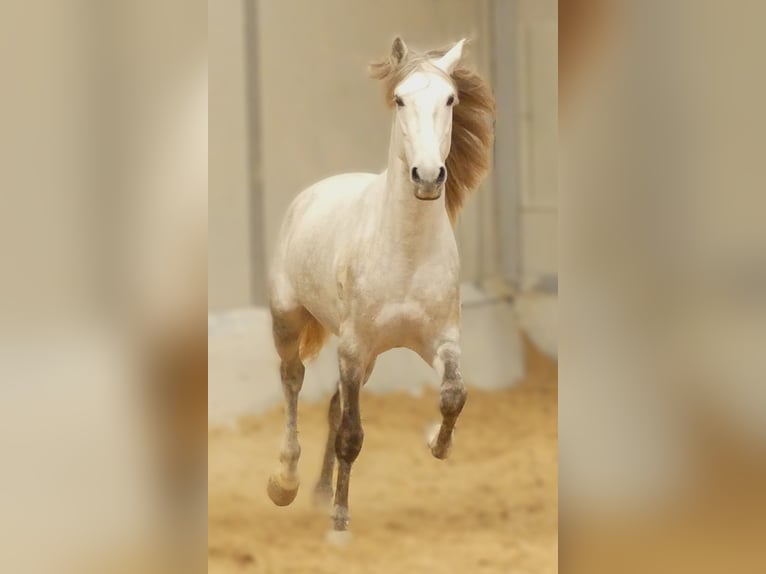 Lusitanien Croisé Étalon 5 Ans 160 cm Gris in Alicante