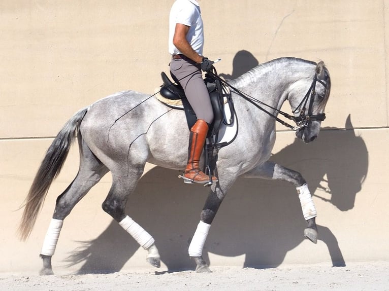 Lusitanien Étalon 5 Ans 160 cm Gris in NAVAS DEL MADRONO