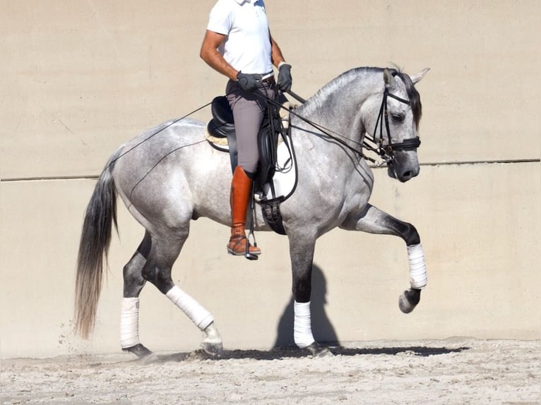 Lusitanien Étalon 5 Ans 160 cm Gris in NAVAS DEL MADRONO