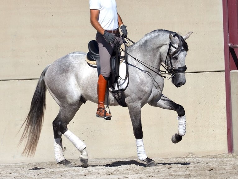 Lusitanien Étalon 5 Ans 160 cm Gris in NAVAS DEL MADRONO