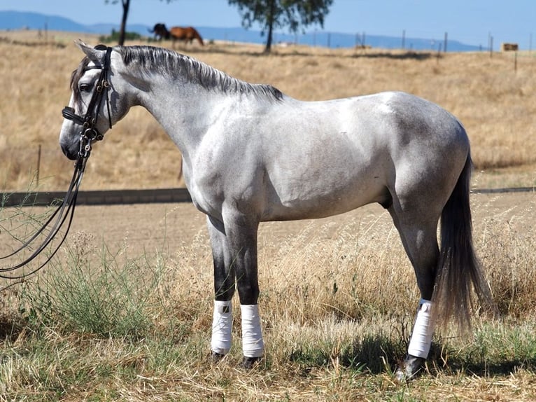 Lusitanien Étalon 5 Ans 160 cm Gris in NAVAS DEL MADRONO