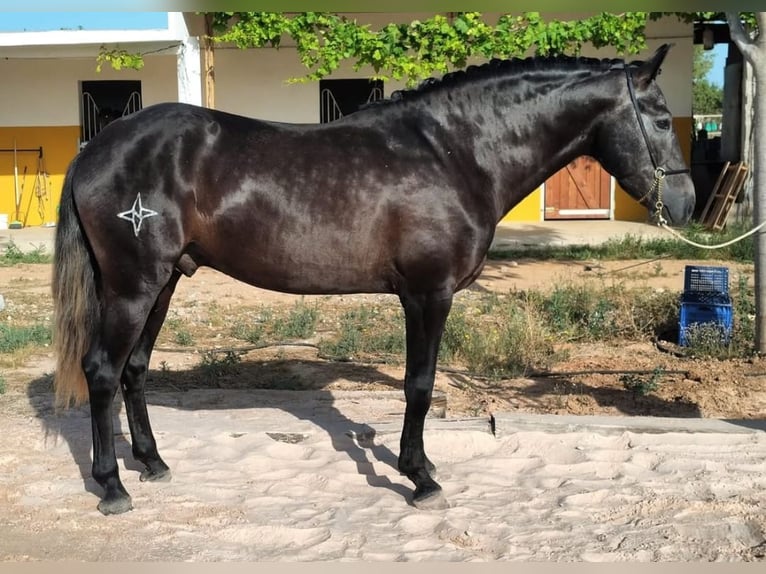 Lusitanien Étalon 5 Ans 160 cm Gris noir in Martfeld