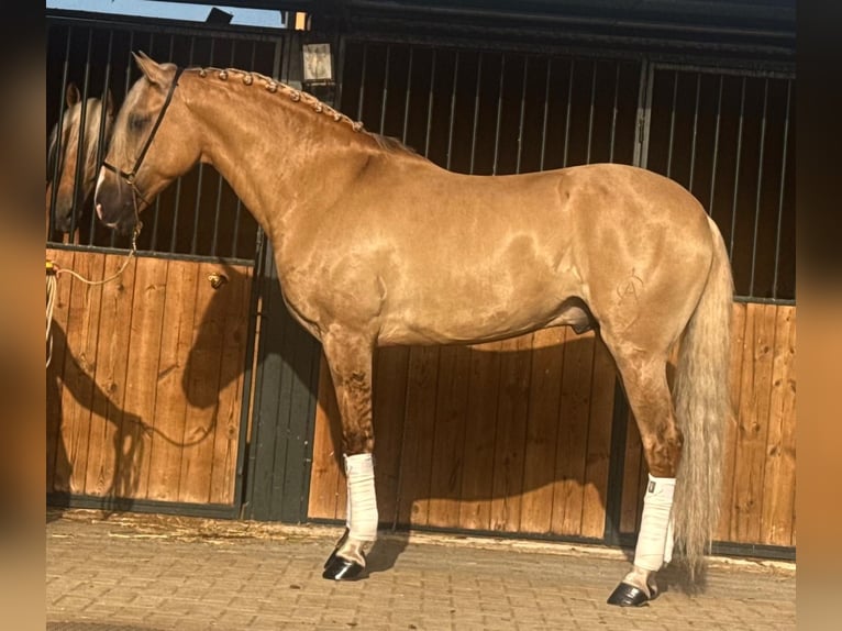 Lusitanien Étalon 5 Ans 160 cm Palomino in Betera