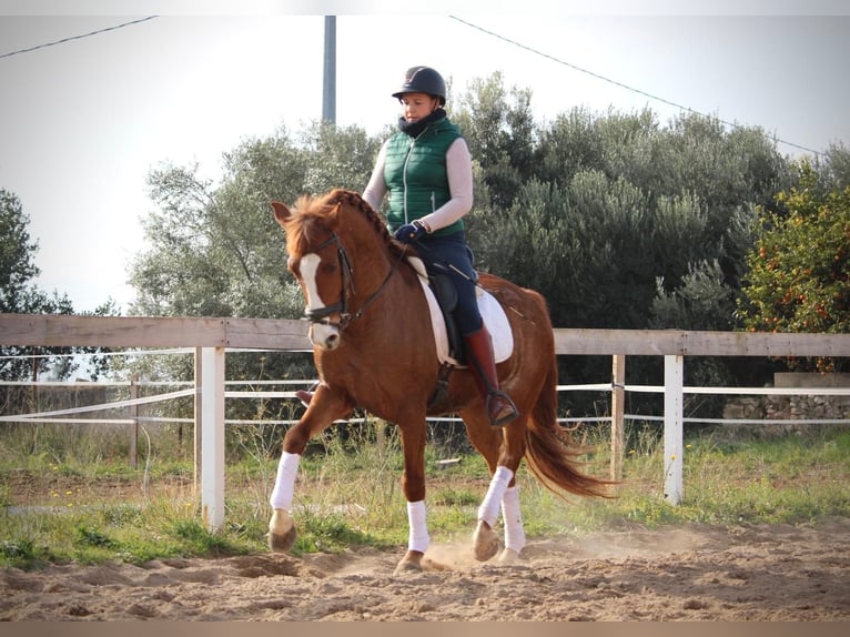 Lusitanien Étalon 5 Ans 161 cm Alezan in Martfeld