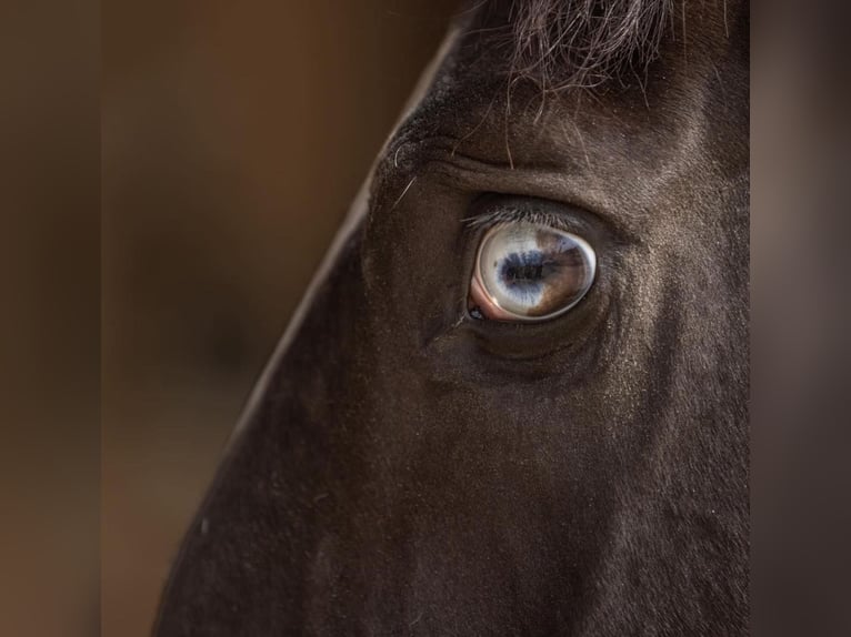 Lusitanien Étalon 5 Ans 161 cm Bai brun foncé in Aramon, Occitanie