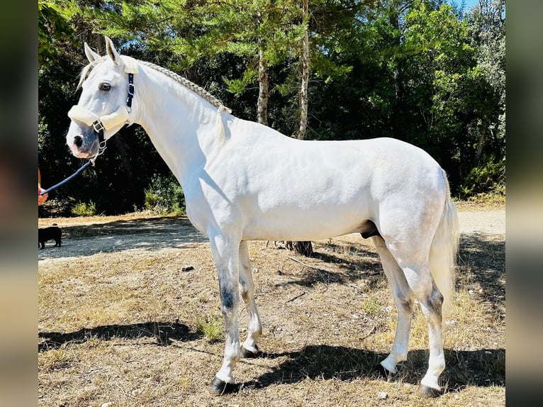 Lusitanien Étalon 5 Ans 161 cm Gris in Leiria