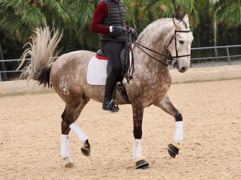 Lusitanien Étalon 5 Ans 162 cm Gris in Navas Del Madroño