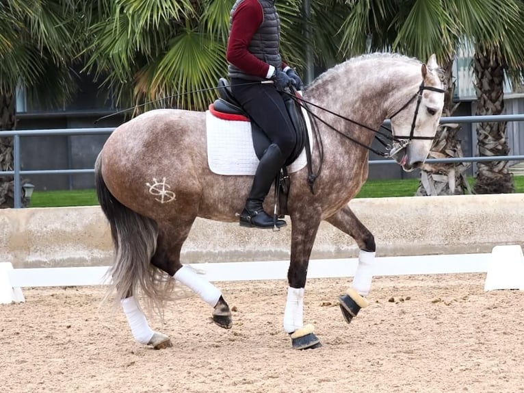 Lusitanien Étalon 5 Ans 162 cm Gris in Navas Del Madroño