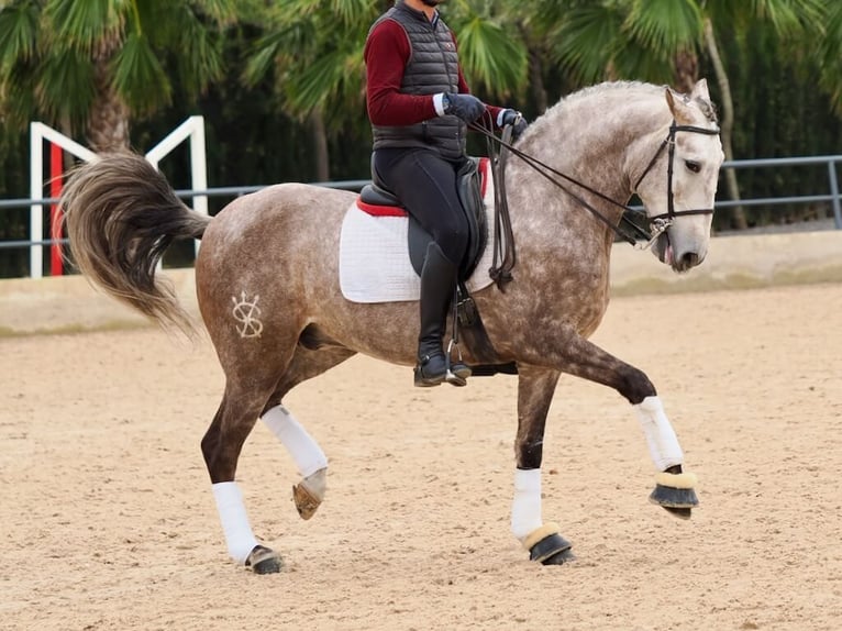 Lusitanien Étalon 5 Ans 162 cm Gris in Navas Del Madroño