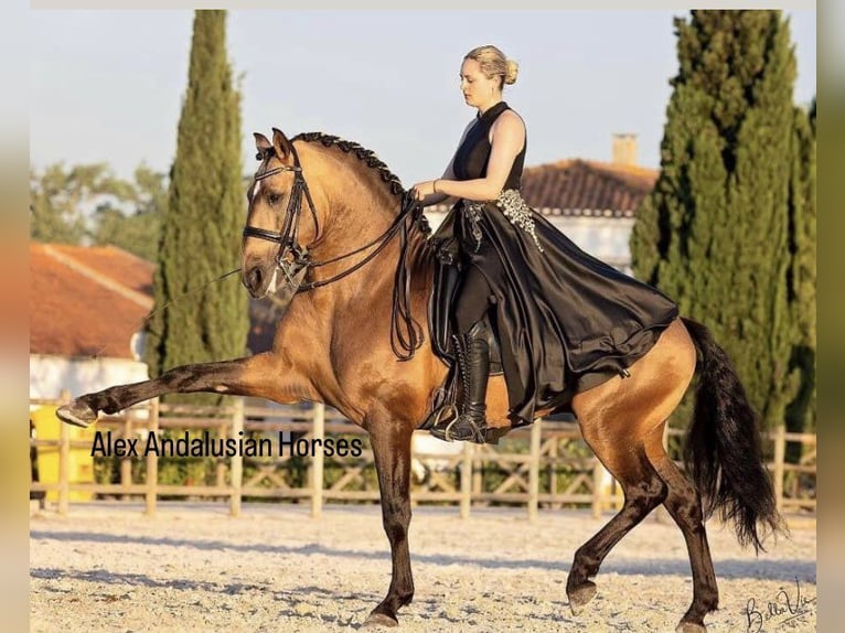 Lusitanien Étalon 5 Ans 163 cm Buckskin in Sevilla