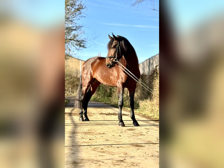 Lusitanien Étalon 5 Ans 164 cm Bai in Perlerl