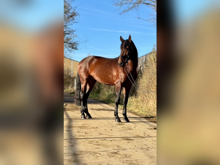 Lusitanien Étalon 5 Ans 164 cm Bai in Perlerl