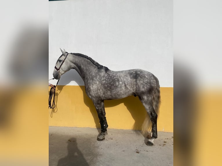 Lusitanien Étalon 5 Ans 164 cm Gris pommelé in Madrid