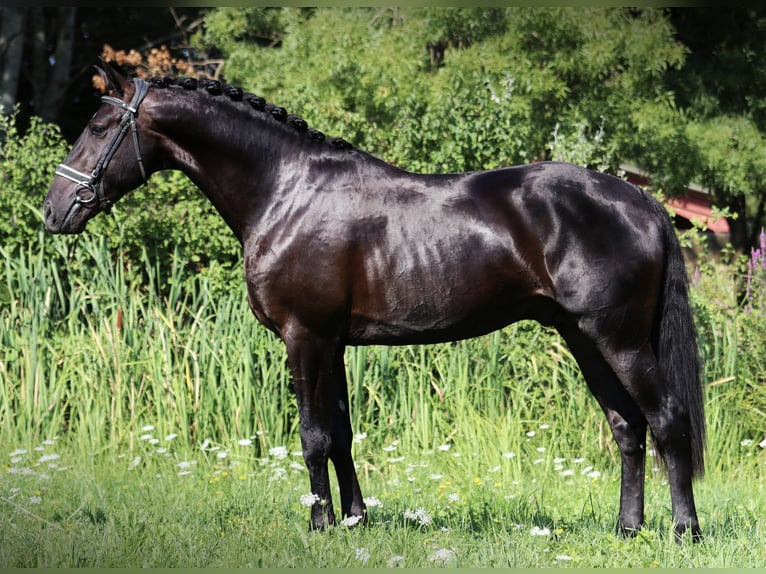 Lusitanien Étalon 5 Ans 164 cm Noir in Arles