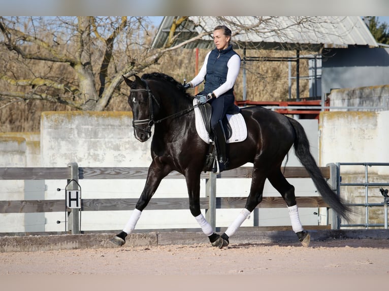 Lusitanien Étalon 5 Ans 164 cm Noir in Arles