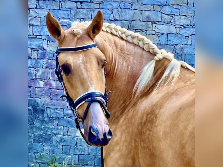 Lusitanien Étalon 5 Ans 164 cm Palomino in Ourém