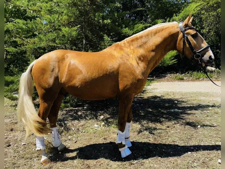 Lusitanien Étalon 5 Ans 164 cm Palomino in Ourém