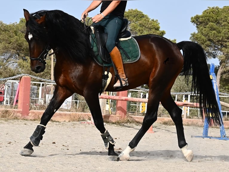 Lusitanien Étalon 5 Ans 165 cm Bai in Mallorca