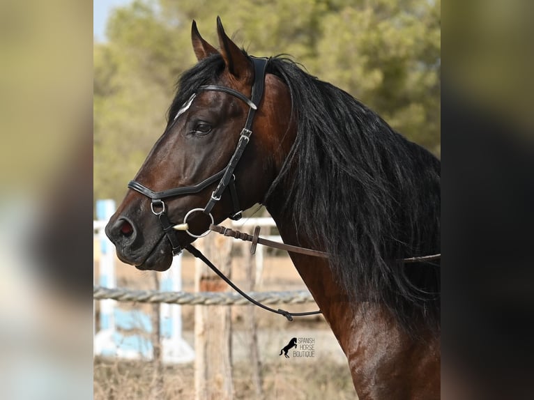 Lusitanien Étalon 5 Ans 165 cm Bai in Mallorca