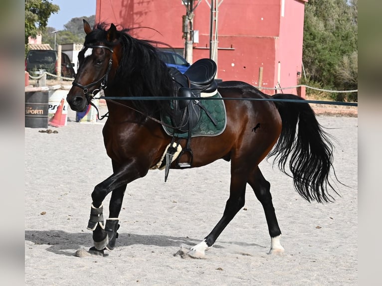 Lusitanien Étalon 5 Ans 165 cm Bai in Mallorca