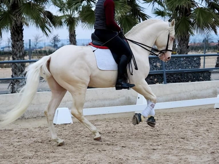 Lusitanien Étalon 5 Ans 165 cm Blanc in Navas Del Madroño