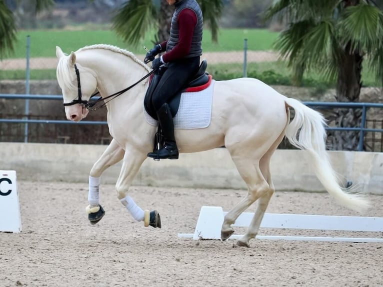 Lusitanien Étalon 5 Ans 165 cm Blanc in Navas Del Madroño