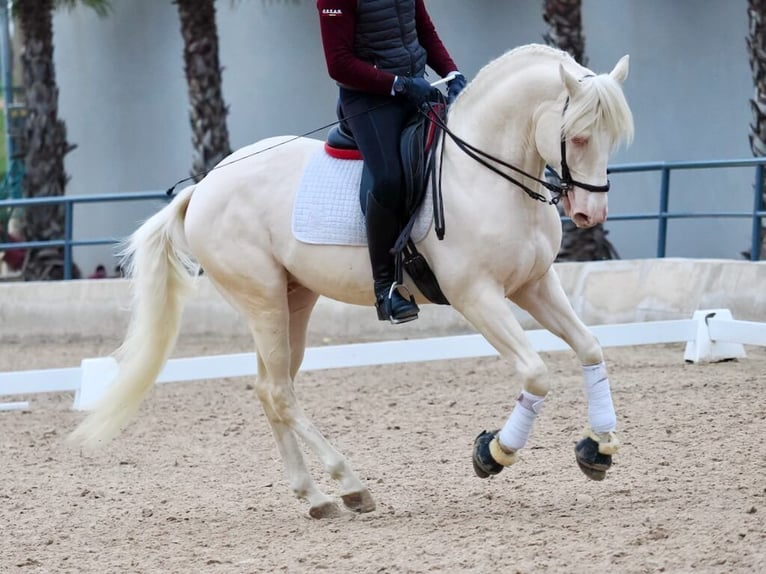 Lusitanien Étalon 5 Ans 165 cm Blanc in Navas Del Madroño