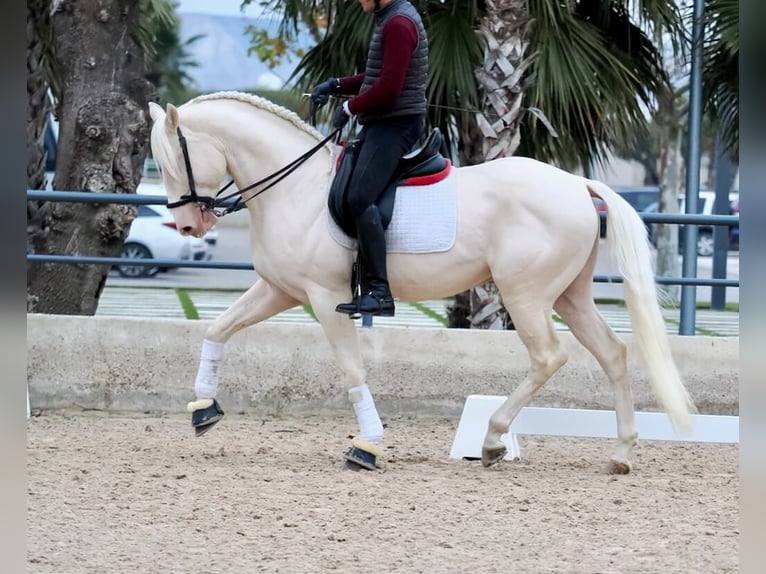 Lusitanien Étalon 5 Ans 165 cm Blanc in Navas Del Madroño