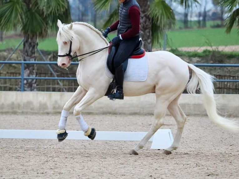 Lusitanien Étalon 5 Ans 165 cm Blanc in Navas Del Madroño