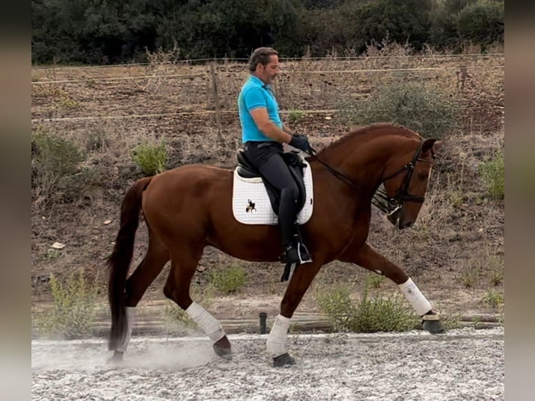 Lusitanien Étalon 5 Ans 167 cm Alezan in Almargem do Bispo