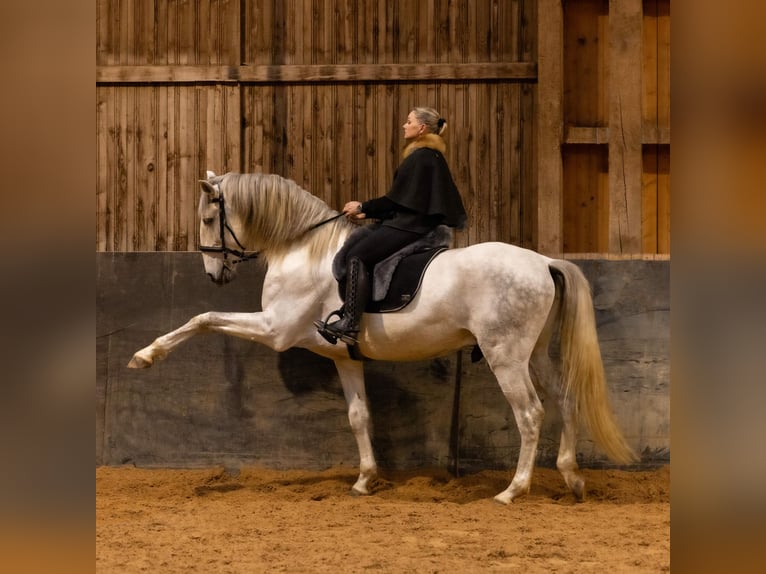 Lusitanien Étalon 5 Ans 168 cm Gris in Augsburg