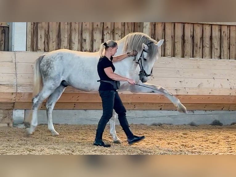 Lusitanien Étalon 5 Ans 168 cm Gris in Augsburg