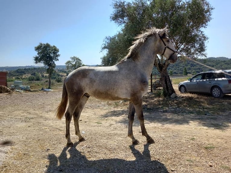 Lusitanien Étalon 5 Ans 168 cm Gris in Augsburg