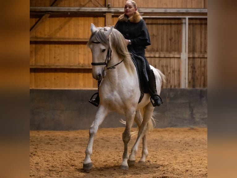 Lusitanien Étalon 5 Ans 168 cm Gris in Augsburg