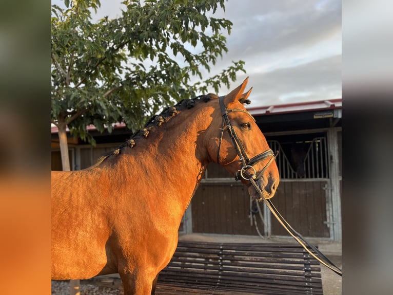 Lusitanien Étalon 5 Ans 168 cm Isabelle in Logroño